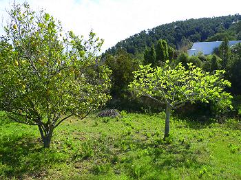 Obstgarten Obstgarten