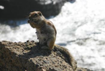 Atlashörnchen am Strand von Fuerteventura